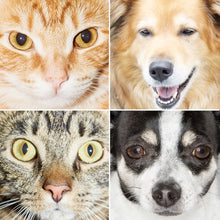 Load image into Gallery viewer, Young Puzzlers: Puppies & Kitties