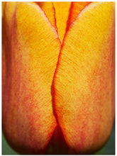 Load image into Gallery viewer, Two Tulips