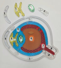 Load image into Gallery viewer, My Sight: Eye Puzzle for the Lightbox (Tactile/Braille) - designed with The American Printing House for the Blind (BUY at APH.org)
