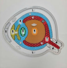 Load image into Gallery viewer, My Sight: Eye Puzzle for the Lightbox (Tactile/Braille) - designed with The American Printing House for the Blind (BUY at APH.org)
