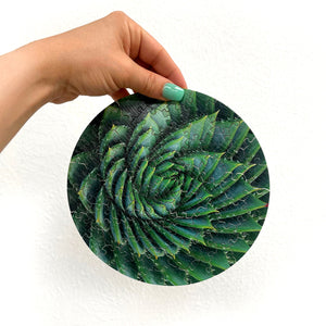 Spiral Succulent: Wood Puzzle Edition