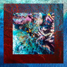 Load image into Gallery viewer, Clownfish
