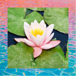 Waterlily Pop