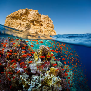 Reef