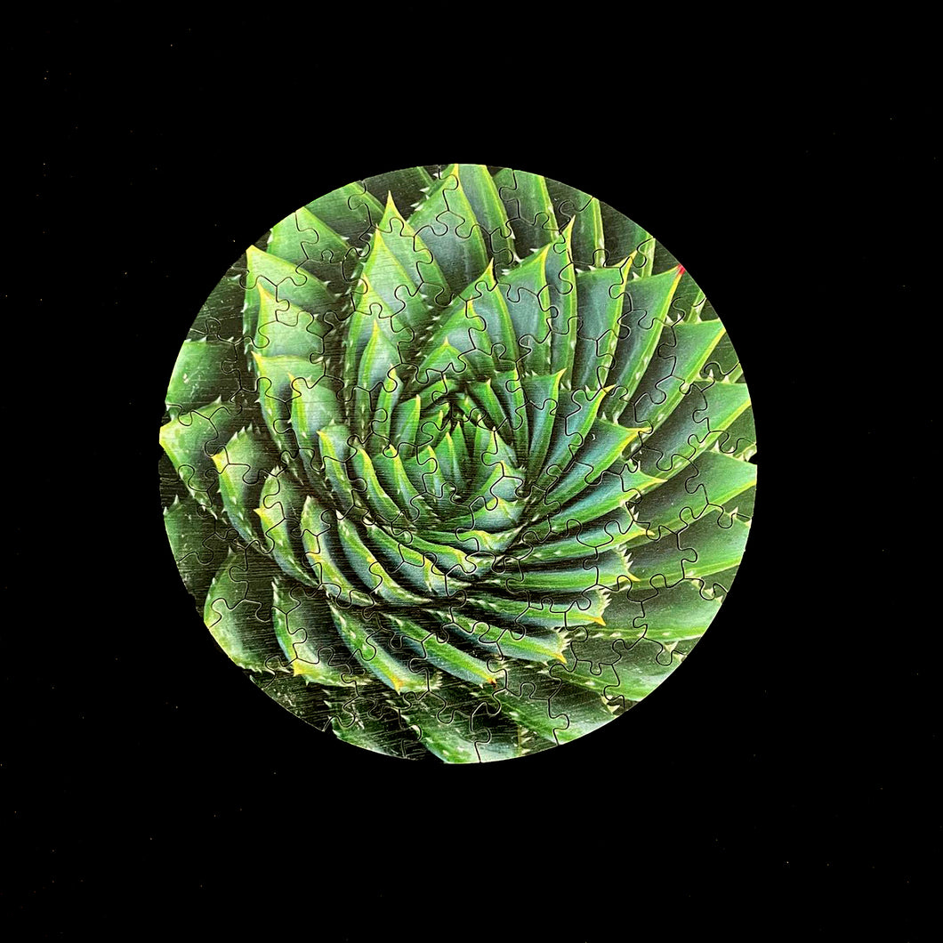 spiral succulent Spiral Succulent: Wood Puzzle Edition – The Puzzled Co