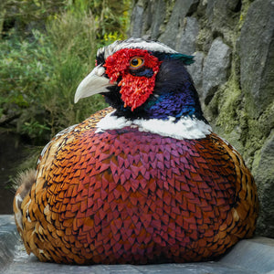This puzzle features a close-up photograph of a pheasant (Phasianus colchicus) sitting on rocky surface. Experience what this bird might feel like with the textured printing featured in this photographic tactile puzzle.