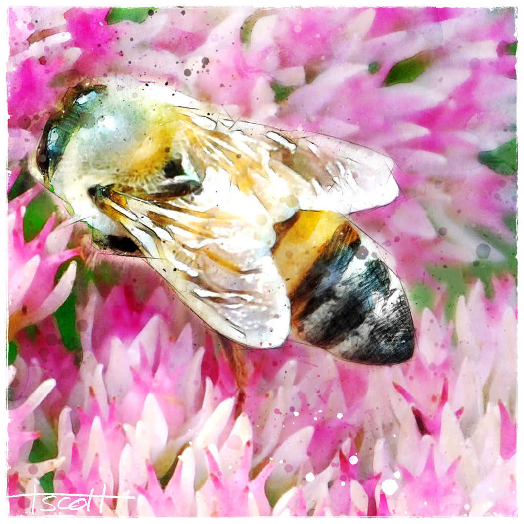 Honey Bee in Sedum