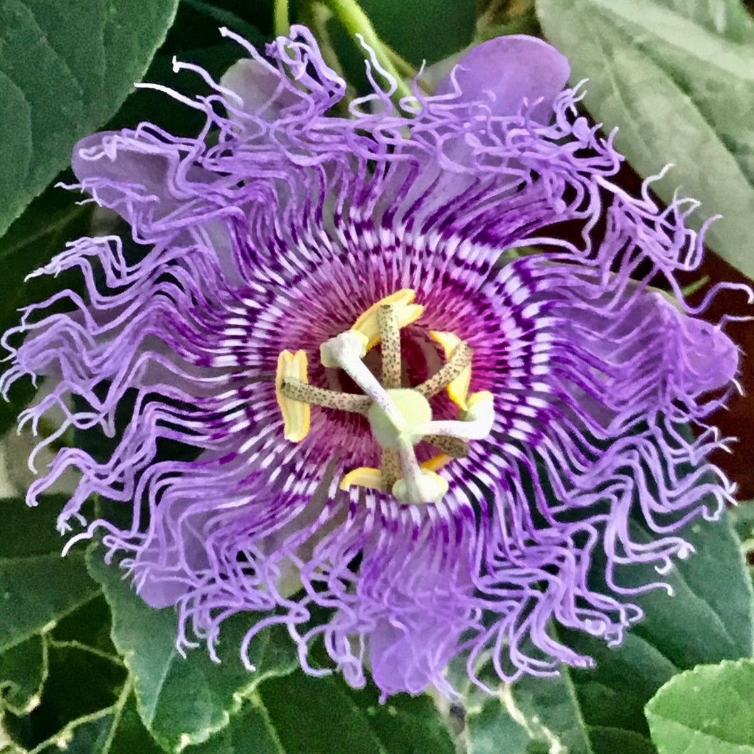 Clematis Mini Puzzle