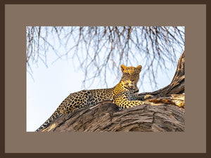 Leopard Overlook