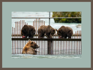 Three Little Bears