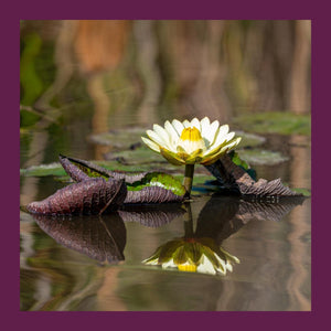 Waterlily Reflection - Mini Puzzle