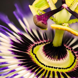 Aubergine Orchid Flower Mini Puzzle