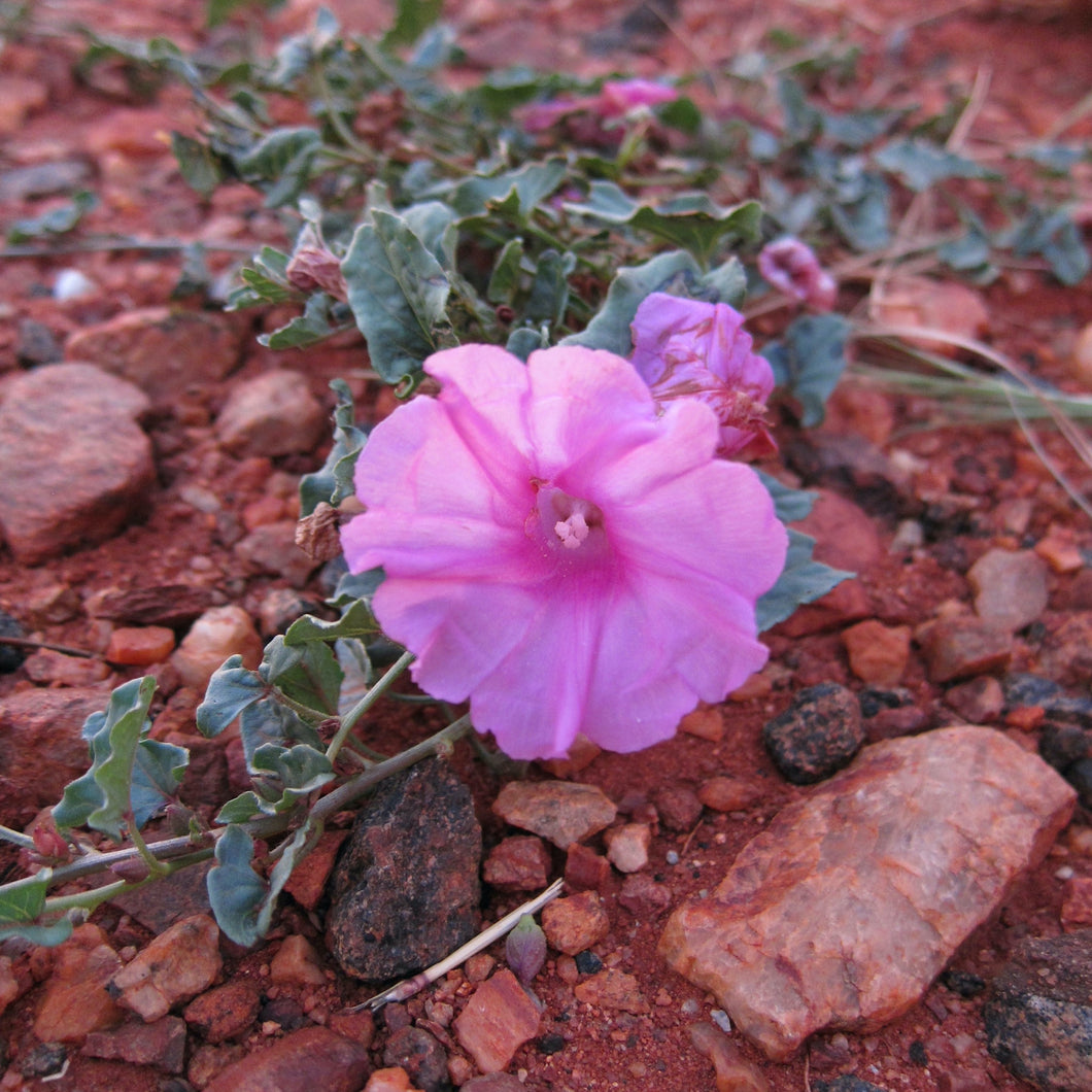 Outback Flower Mini Puzzle