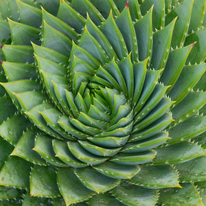 Spiral Succulent Flower Mini Puzzle