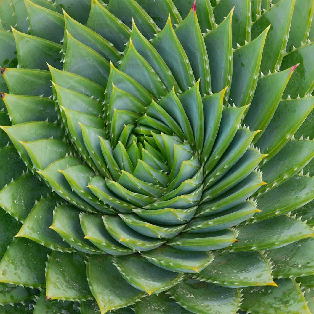 Spiral Succulent Flower Mini Puzzle