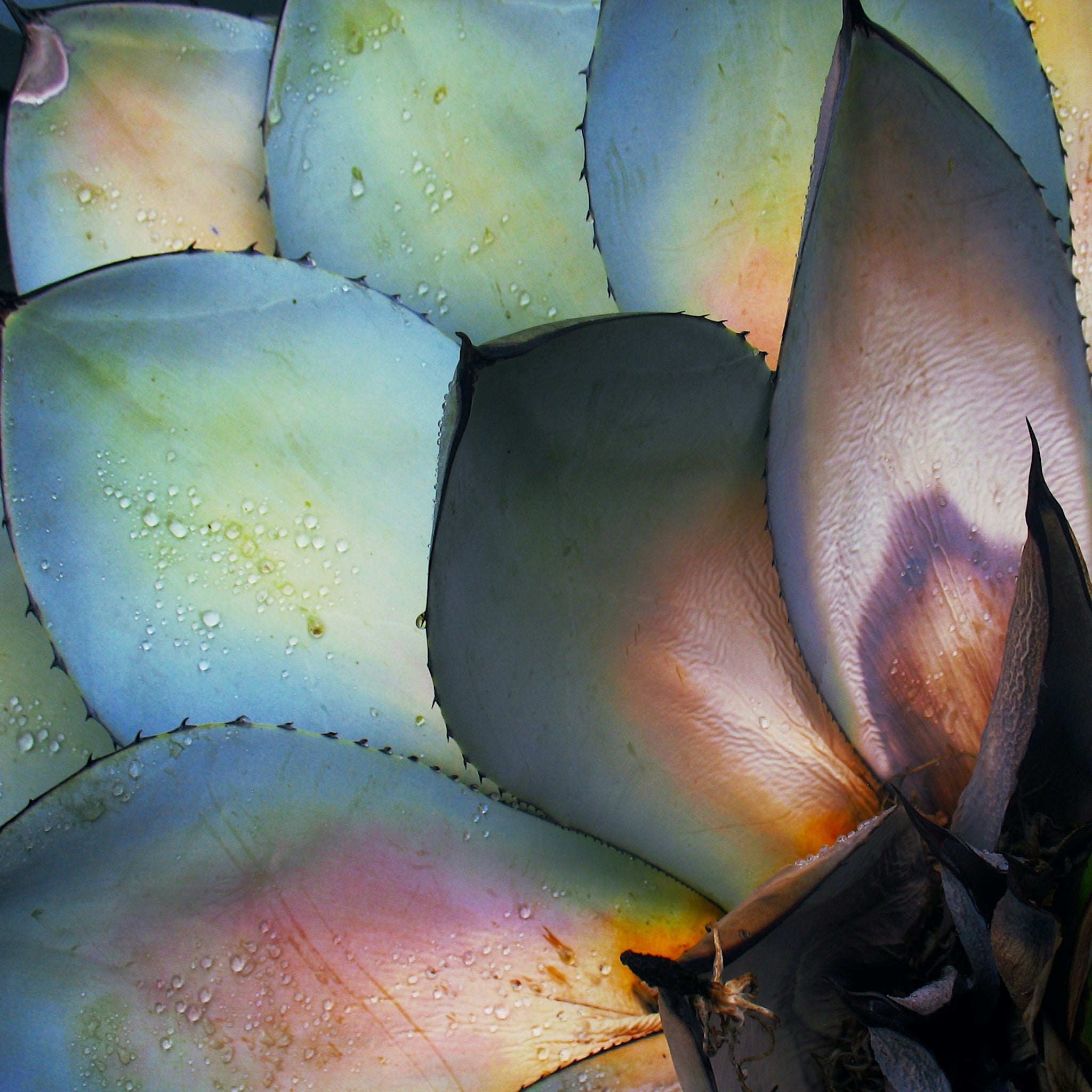 ombre succulent Iridescent Succulent Flower Mini Puzzle – The Puzzled Co