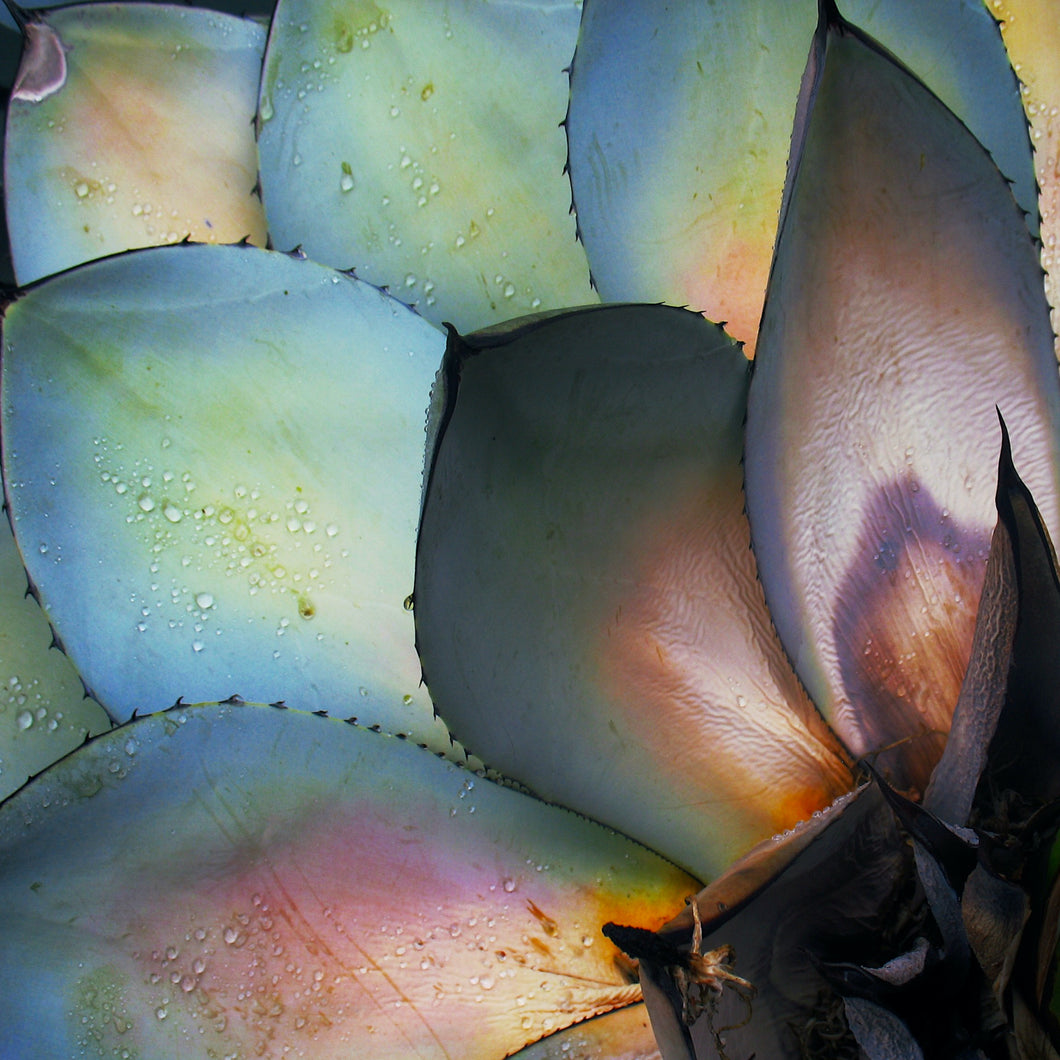 Iridescent Succulent Flower Mini Puzzle