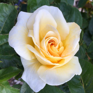 Soft Yellow Rose Flower Mini Puzzle