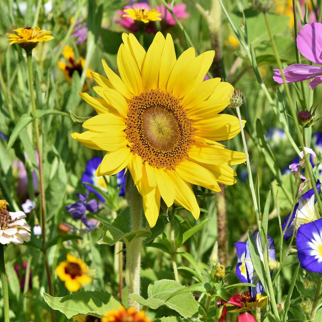 Wild Sun Flower Mini Puzzle