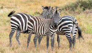 Stripes