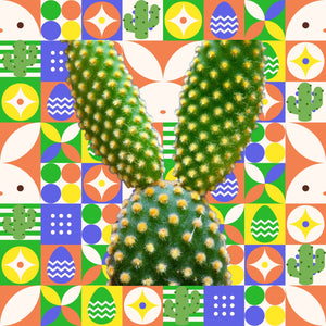 Cactus Bunny