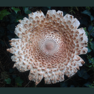 Shroom Flower - Mini Puzzle